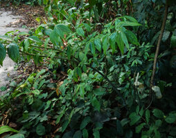 Gonatopus boivinii, multipartite compound leaf and inflorescences, Ngezi FR, Pemba, Tanzania
