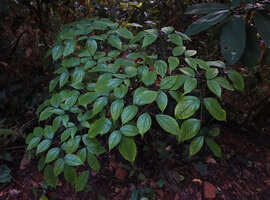 Gonatopus boivinii, multipartite leaf, Sanje waterfall, Udzungwa NP, Tanzania
