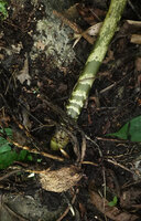 Gonatopus boivinii, tuber and petiole base, Sanje waterfall, Udzungwa NP, Tanzania