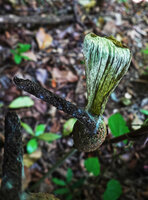 Gonatopus boivinii, withered male upper part of spadix and basal maturing fruits having teared the base of the spathe, Sanje waterfall, Udzungwa NP, Tanzania