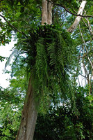 Goniophlebium subauriculatum as epiphyte, Khao Yai NP, Thailand