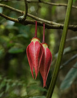 Goniothalamus roseus, bright pink cauliflorous flowers, Mt Kinabalu, 1600 m asl, Sabah, Borneo