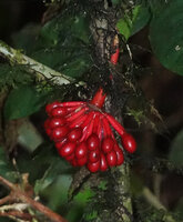 Goniothalamus roseus, bright red mericarps issued from one single flower, Mt Kinabalu, 1600 m asl, Sabah, Borneo