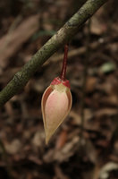 Goniothalamus roseus, Mt Kinabalu, Sabah, Borneo