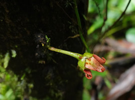 Goniothalamus sp., flower, Imbu Rano, Kolombangara, Solomon Islands