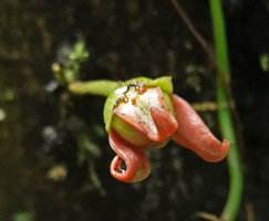 Goniothalamus sp., flower, recurved outer petals, Imbu Rano, Kolombangara, Solomon Islands