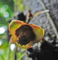 Goniothalamus sp., gamosepalous calyx, Imbu Rano, Kolombangara, Solomon Islands