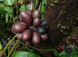 Goniothalamus sp., mericarps from a single flower, Imbu Rano, Kolombangara, Solomon Islands