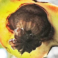 Goniothalamus sp., withering gynoecium, Imbu Rano, Kolombangara, Solomon Islands