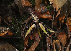 Goodyera rostellata, Poring, Sabah