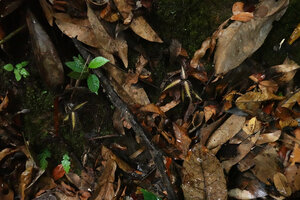 Goodyera rostellata, three individuals totally cryptic among the dead tree leaves on forest floor, Poring, 600 m asl, Kinabalu NP, Sabah, Borneo