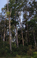 Grammatophyllum speciosum, the biggest epiphytic Orchid of the world in habitat, Pondok Tanjung FR, Perak, Malaysia