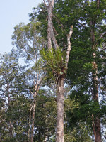 Grammatophyllum speciosum, the biggest epiphytic Orchid of the world, Pondok Tanjung FR, Perak, Malaysia