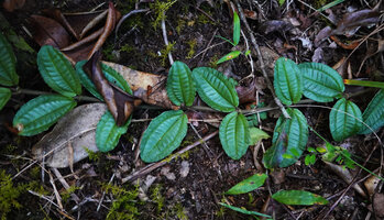 Gravesia laxiflora, all the leaves distributed along a global blade surface thanks to the 90° torsion of the internodes, Mandraka, Madagascar, very similar to Kendrickia walkeri from Sri Lanka