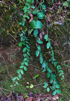 Gravesia laxiflora, stems creeping downward on vertical earth bank, Mandraka, Madagascar