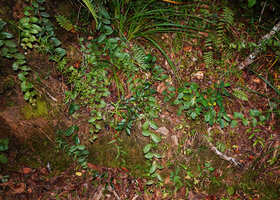 Gravesia laxiflora, stems creeping on vertical earth bank, Mandraka, Madagascar