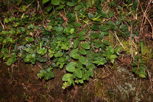 Gravesia laxiflora, stems creeping on vertical earth bank, very similar to Kendrickia walkeri from Sri Lanka, Mandraka, Madagascar