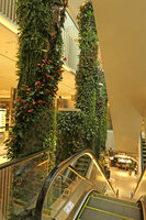 Green Columns by Patrick Blanc behind escalators, Robinsons, Dubai