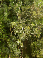 Green Gate, Adenium obesum, Bahrain, Jan. 2017