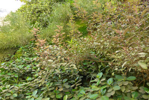 Green Gate, Ficus &#039;Panda&#039; and Vitex trifolia &#039;Purpurea&#039;,  Bahrain, Jan. 2017