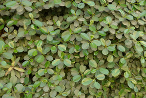 Green Gate, Ficus &#039;Panda&#039;, Bahrain, Jan. 2017