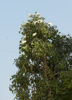 Green Gate, Plumeria pudica, Bahrain, Jan. 2017