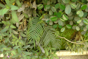 Green Gate,  Vertical Garden by Patrick Blanc, Pteris vittata, Bahrain, Jan. 2017