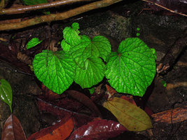 Green iridescence in the leaves of Begonia sinuata, Tasik Kenyir, Trengganu, Malaysia