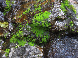 Green iridescent mosses on a seeping rock, Wiang Kosai NP, Thailand