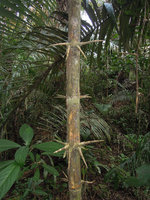 Guadua angustifolia, rameal spines along the base of the cane, Inkaterra, Madre de Dios, Peru