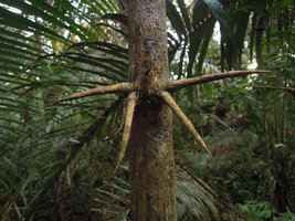 Guadua angustifolia, rameal spines at the base of the cane, Inkaterra, Madre de Dios, Peru