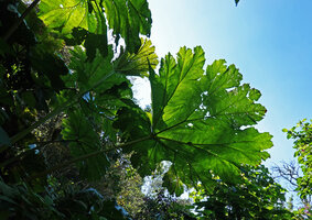 Gunnera killipiana, leaves, Mirador Rey Tepepul, Lake Atitlan, Guatemala