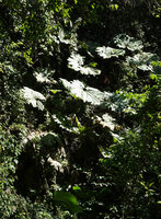 Gunnera killipiana on vertical seeping bank, Mirador Rey Tepepul, Lake Atitlan, Guatemala