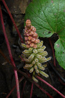 Gunnera macrophylla inflorescence, basal female flowers and upper male flowers, Rondon Ridge, Mount Hagen, Papua New Guinea