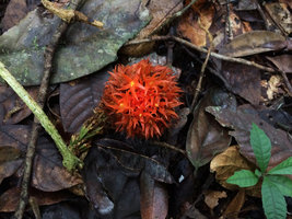 Gurania rhizantha, male inflorescence laying just above leaf litter, Amacayacu NP, Leticia, Colombia, Nov. 2016