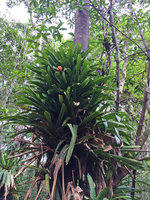 Guzmania musaica, dense epiphytic clump in coastal swamp forest, Arusi, Nuqui, Choco, Colombia