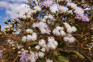 Gymnanthemum appendiculatum, white and light purple flowers, Ambohimanga, Antananarivo, Madagascar