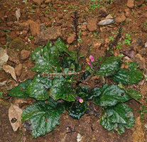 Gymnostachyum febrifugum,  Gurukula Botanical Sanctuary, Periya, Kerala, India