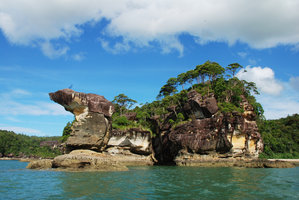 Gymnostoma nobile forest on sandstone seashore cliffs and the famous Batu Belah rock, Bako NP, Sarawak, Borneo