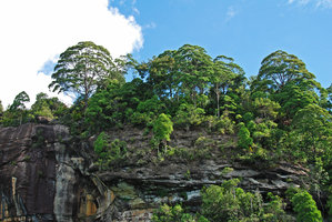Gymnostoma nobile forest on sandstone seashore cliffs, Bako NP, Sarawak, Borneo