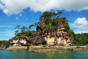 Gymnostoma nobile on sandstone seashore cliffs, Bako NP, Sarawak, Borneo