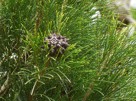 Gymnostoma vitiense, fruit, Biausevu, Viti Levu, Fiji
