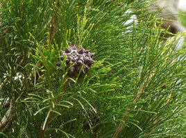 Gymnostoma vitiense, fruit, Biausevu, Viti Levu, Fiji