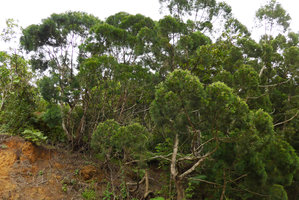 Gymnostoma vitiense population on steep slope, Biausevu, Viti Levu, Fiji