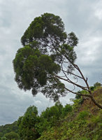 Gymnostoma vitiense, tree on steep slope, Biausevu, Viti Levu, Fiji