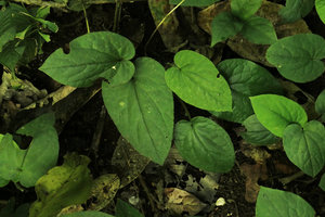 Asarum balansae in karst forest understory, Ba Be NP, Vietnam