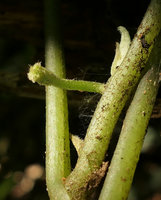 Asarum balansae, sympodial growth habit with apical flower in development and axillary continuing shoot bud , Ba Be NP, Vietnam