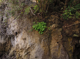 Gynura calciphila, a clump on sea shore exposed vertical limestone cliff, Railay, Krabi, Thailand