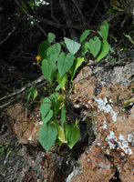 Gynura calciphila flowering in its seashore karst cliff habitat, Railay, Krabi, Thailand
