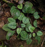 Gynura colorata, grey green leaf rosettes on vertical shaded rock, Amani, 500 m asl, East Usambara, Tanzania